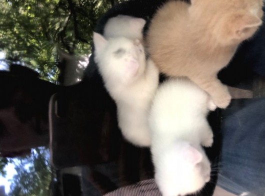 Kar Taneleri Yeni Yuvalarını Bekliyor