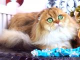 Wcf Cattery’den Full Şecereli Scottish Fold