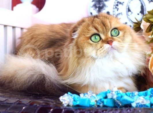 Wcf Cattery’den Full Şecereli Scottish Fold
