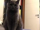 Safkan British, Golden Black Tabby