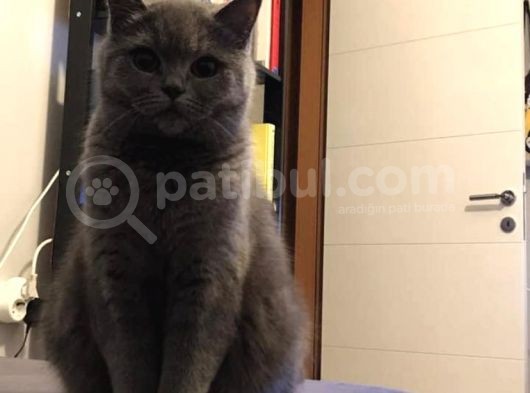 Safkan British, Golden Black Tabby görsel