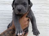 Abkc Scr’li American Bully Xl Evlatlar