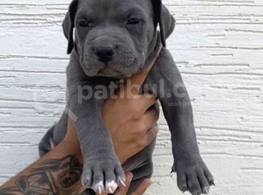 Abkc Scr’li American Bully Xl Evlatlar görsel