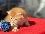 Wcf Cattery’den Full Şecereli  Ny12 Scottish Straight