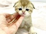 Wcf Cattery’den Full Şecereli Scottish Fold