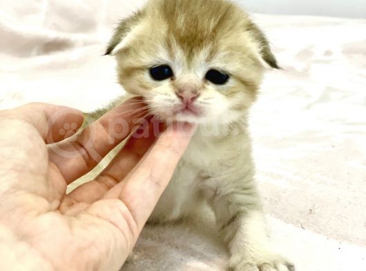 Wcf Cattery’den Full Şecereli Scottish Fold görsel