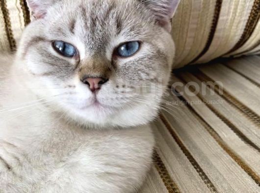 Safkan British, Golden Black Tabby görsel