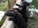 2 Dişi Bully Mix
