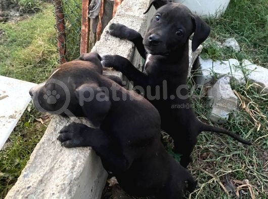 2 Dişi Bully Mix görsel