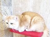 Wcf Cattery’den Full Şecereli Scottish Fold