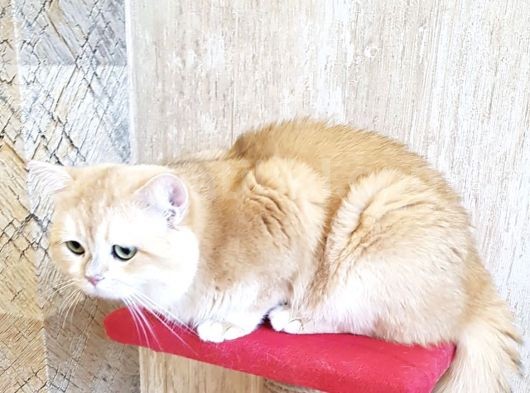 Wcf Cattery’den Full Şecereli Scottish Fold görsel