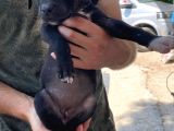 2 Dişi Bully Mix