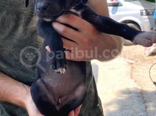 2 Dişi Bully Mix görsel