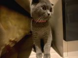 Safkan Scottish Fold