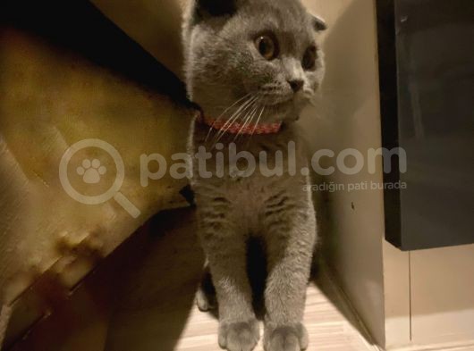 Safkan Scottish Fold