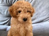 Poodle 3 Aylık