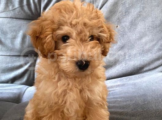 Poodle 3 Aylık görsel