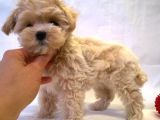 Süper Kali̇te Malti̇poo Bebek