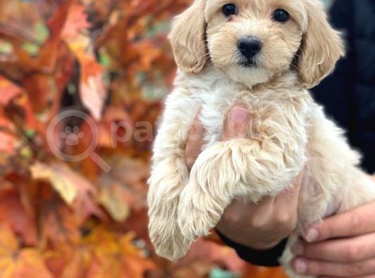 Süper Kali̇te Malti̇poo Bebek görsel