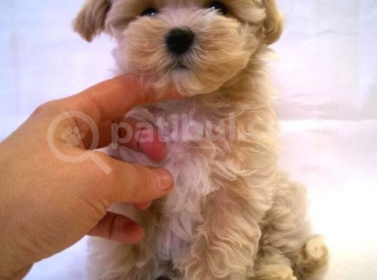 Maltipoo Bebeklerimiz