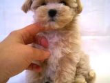 Maltipoo 1. Kalite Yavrumuz