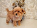 Maltipoo Bebeklerimiz