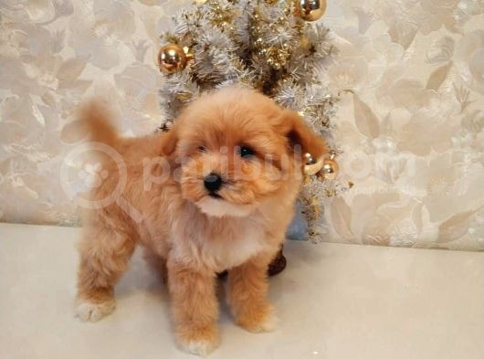 Maltipoo Bebeklerimiz görsel