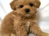 Sağlık Garantili 1.Sınıf Maltipoo Yavrularımız