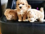 Sağlık Garantili 1.Sınıf Maltipoo Yavrularımız