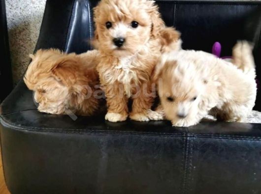 Sağlık Garantili 1.Sınıf Maltipoo Yavrularımız görsel