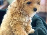 Maltipoo 1. Kalite Yavrumuz