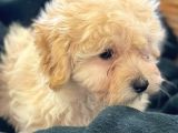 Sağlık Garantili 1.Sınıf Maltipoo Yavrularımız