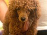 Irk Garanti̇li̇ Pasaportlu Poodle Yavrularımız