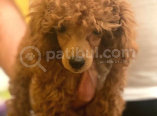 Irk Garanti̇li̇ Pasaportlu Poodle Yavrularımız