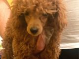 Irk Garanti̇li̇ Pasaportlu Poodle Yavrularımız