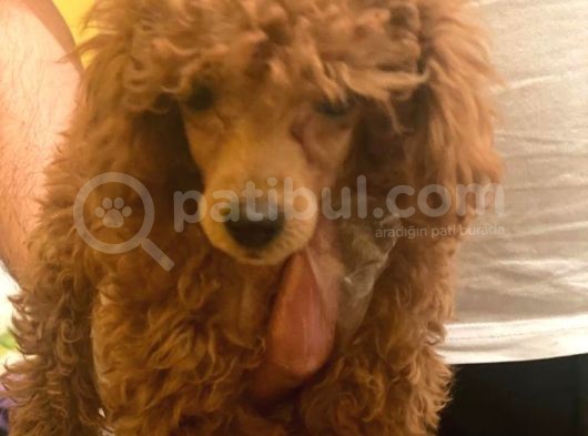 Irk Garanti̇li̇ Pasaportlu Poodle Yavrularımız görsel