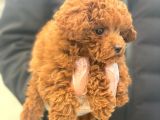 Süper Kali̇te Poodle Yavrularımız