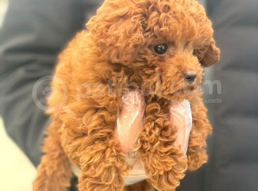 Süper Kali̇te Poodle Yavrularımız görsel