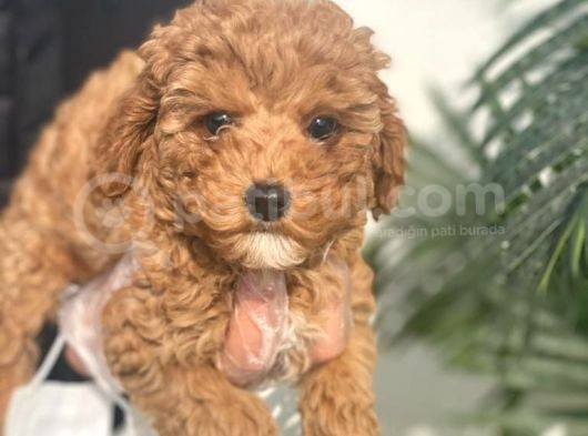 Pasaportlu Poodle Bebekleri̇mi̇z görsel