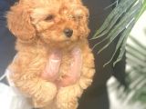 Toy Poodle Pasaportlu Garanti̇li̇ Yavrularımız