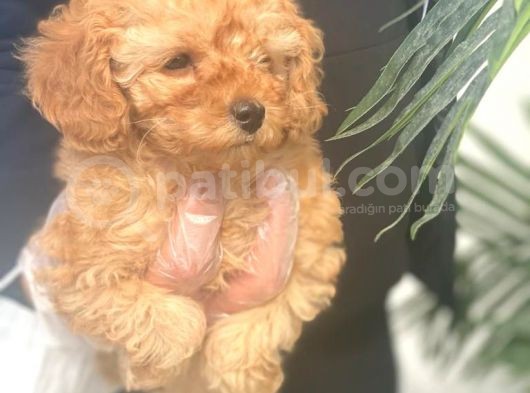 Irk Garanti̇li̇ Pasaportlu Poodle Bebekleri̇mi̇z görsel