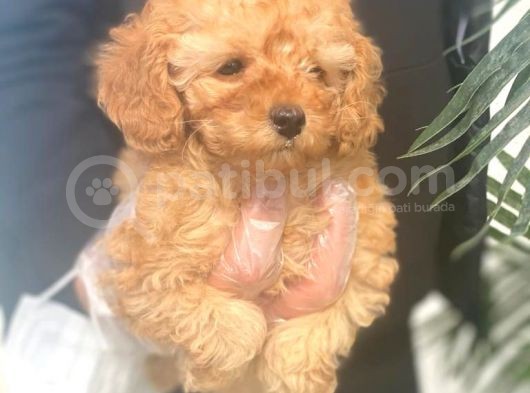 Toy Poodle Pasaportlu Garanti̇li̇ Yavrularımız görsel