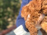 Süper Kali̇te Poodle Yavrularımız
