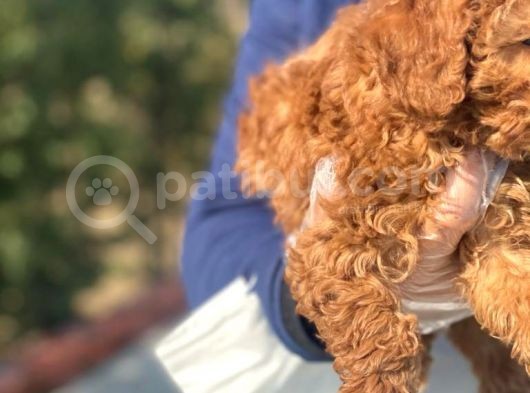 Süper Kali̇te Poodle Yavrularımız