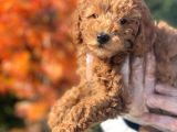 A Kali̇te Poodle Yavrularımız