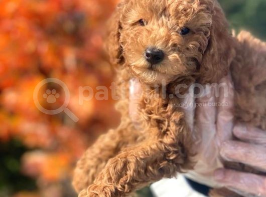 A Kali̇te Poodle Yavrularımız
