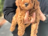 A Kali̇te Poodle Yavrularımız