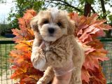 Sağlık Garantili Bebek Maltipoo