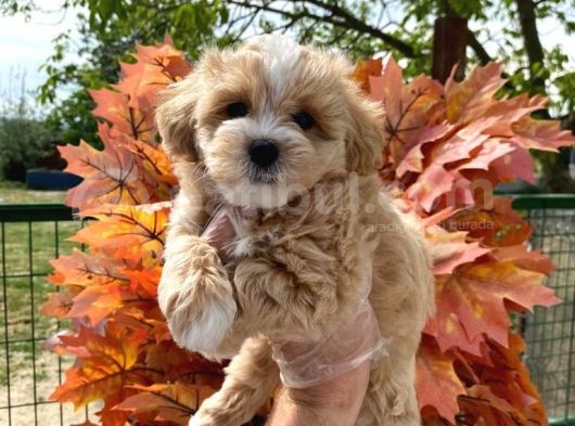 Sağlık Garantili Bebek Maltipoo