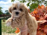 Sağlık Garantili Bebek Maltipoo